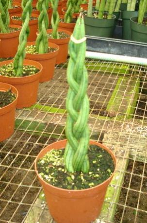 Name:  Sansevieria Cylindrica Braid 3pp.jpg
Views: 35306
Size:  33.7 KB