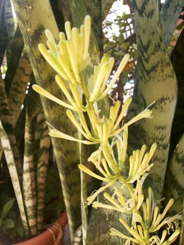 Name:  Sansevieria flower buds august 2015.jpg
Views: 4700
Size:  41.1 KB
