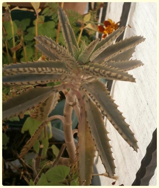 Name:  Gzya iei.jpg
Views: 3931
Size:  44.3 KB