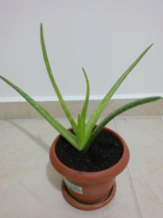 Name:  aloe.jpg
Views: 3683
Size:  19.4 KB