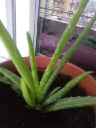 Name:  aloe 2.jpg
Views: 3268
Size:  25.2 KB