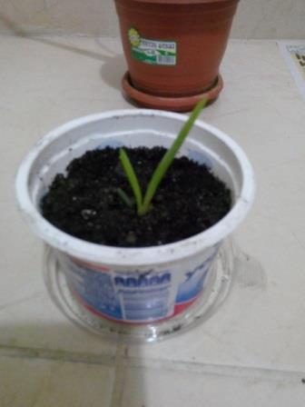 Name:  aloe 3.jpg
Views: 3141
Size:  22.4 KB