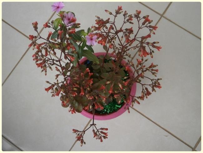 Name:  Kalanchoe manginii Mirabella 01.jpg
Views: 1946
Size:  43.3 KB