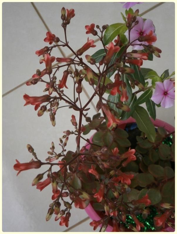 Name:  Kalanchoe manginii Mirabella 04.jpg
Views: 1849
Size:  62.4 KB