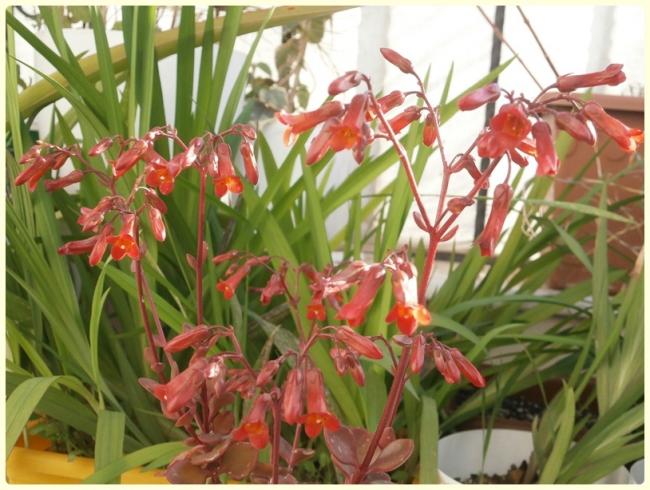 Name:  Kalanchoe manginii Mirabella 02.jpg
Views: 1362
Size:  57.2 KB