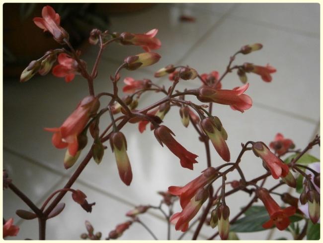 Name:  Kalanchoe manginii Mirabella 03.jpg
Views: 1814
Size:  38.9 KB