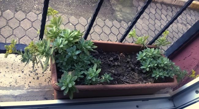 Name:  sedum 1 23.01.2016.jpg
Views: 6071
Size:  53.7 KB
