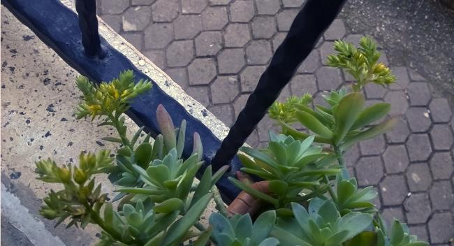 Name:  sedum 2 23.01.2016.jpg
Views: 6026
Size:  43.3 KB