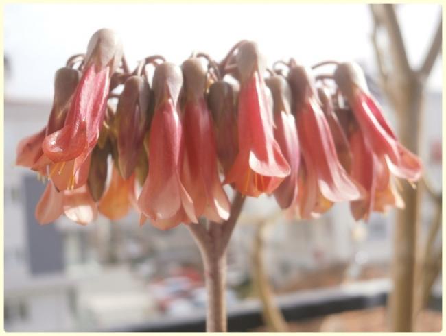 Name:  Kalanchoe serrata - Gzya iei.jpg
Views: 2647
Size:  31.6 KB