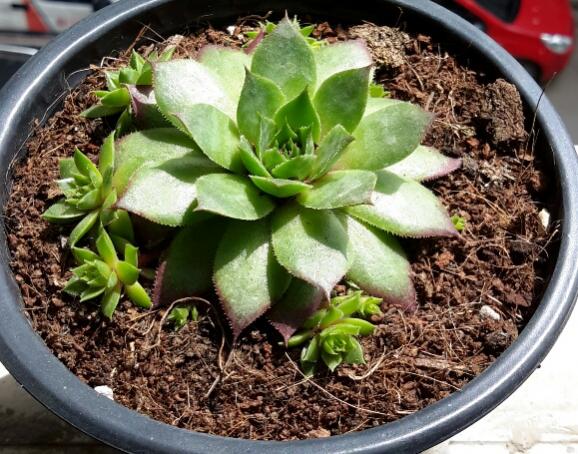Name:  Hens&Chicks.jpg
Views: 1290
Size:  67.6 KB