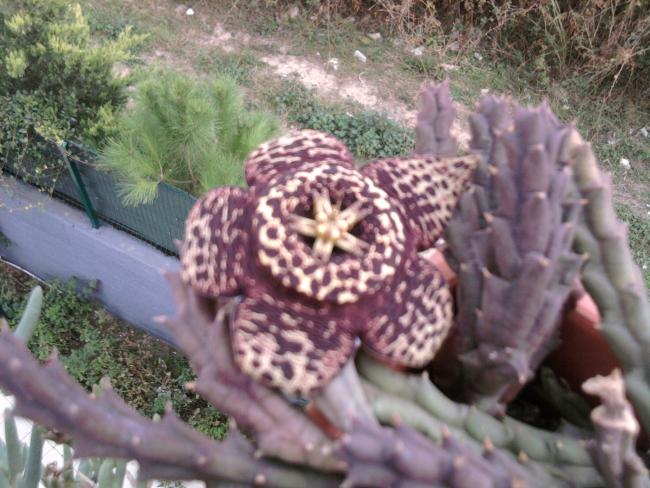 Name:  Fotoraf0157.jpg
Views: 1690
Size:  57.4 KB