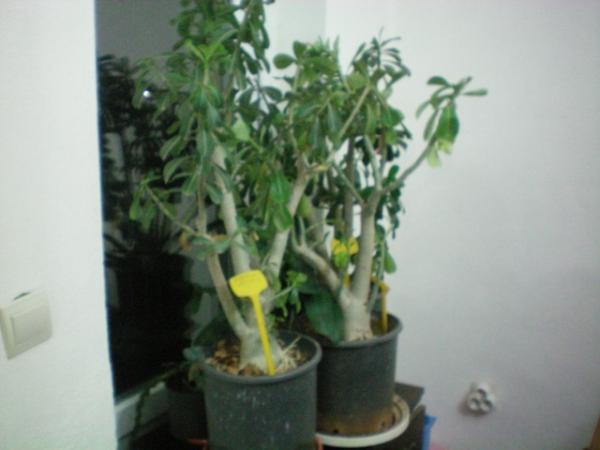 Name:  100_0003.jpg
Views: 2013
Size:  26.4 KB
