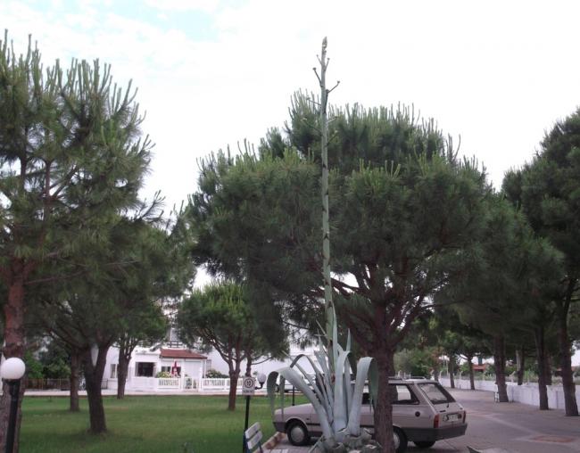 Name:  DSCF0494.jpg
Views: 4914
Size:  49.1 KB