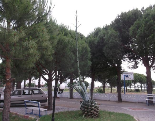 Name:  DSCF0495.jpg
Views: 4920
Size:  55.3 KB