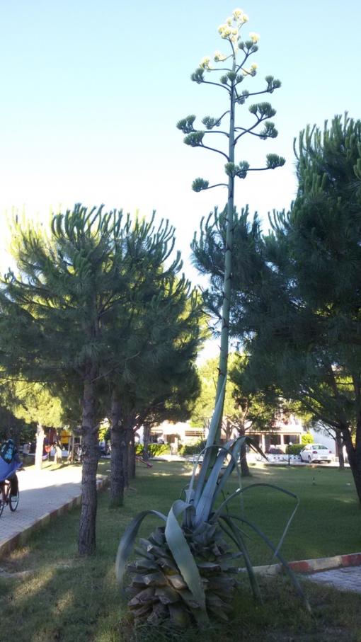 Name:  20170704_191923.jpg
Views: 1463
Size:  70.0 KB
