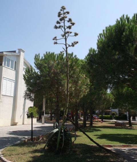 Name:  DSCF0716.jpg
Views: 1605
Size:  38.8 KB