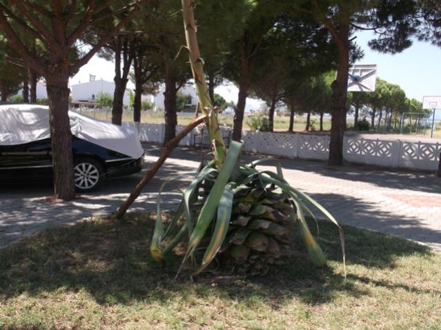 Name:  DSCF0719.jpg
Views: 1593
Size:  59.5 KB