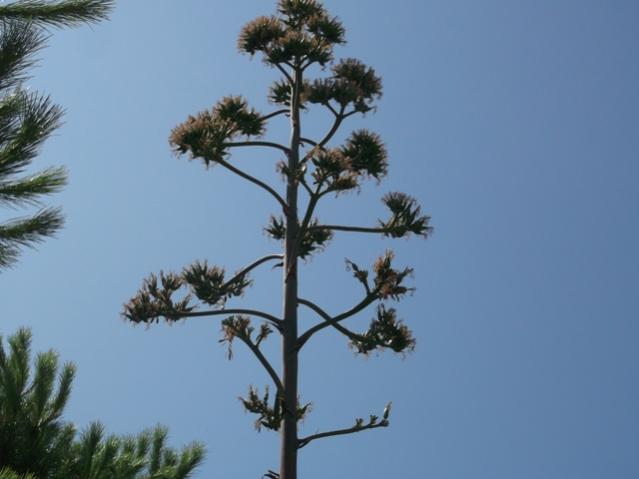 Name:  DSCF0720.jpg
Views: 1573
Size:  28.1 KB