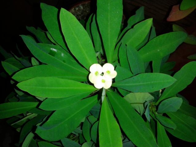 Name:  20170925_233116.jpg
Views: 1123
Size:  34.8 KB