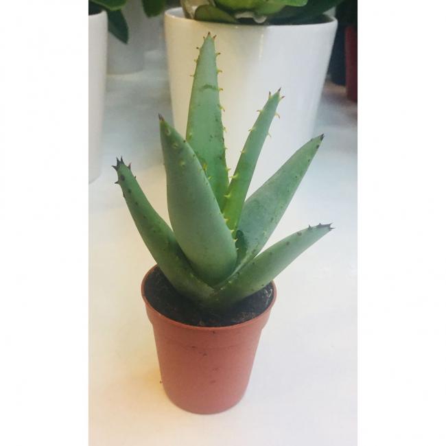 Name:  aloe-vera.jpg
Views: 1182
Size:  24.4 KB