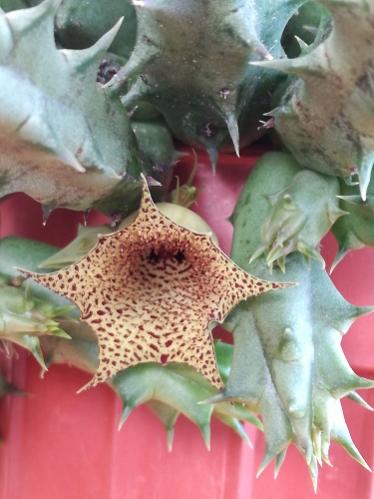 Name:  huernia boleana.jpg
Views: 1082
Size:  31.3 KB