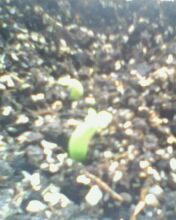 Name:  Resim 005.jpg
Views: 1736
Size:  10.8 KB