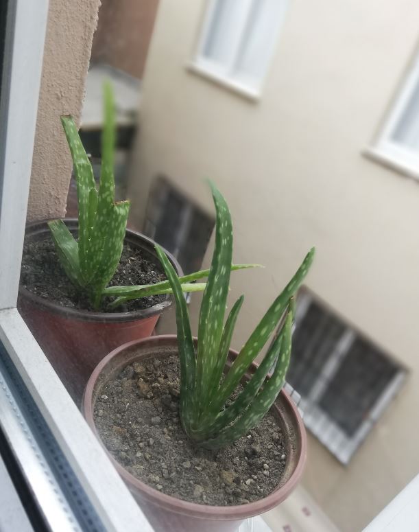Name:  aloe.JPG
Views: 610
Size:  60.8 KB