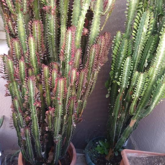 Name:  euphorbia trigona royal red veya rubra Euphorbia trigona (St Aac)1.jpg
Views: 1982
Size:  73.0 KB