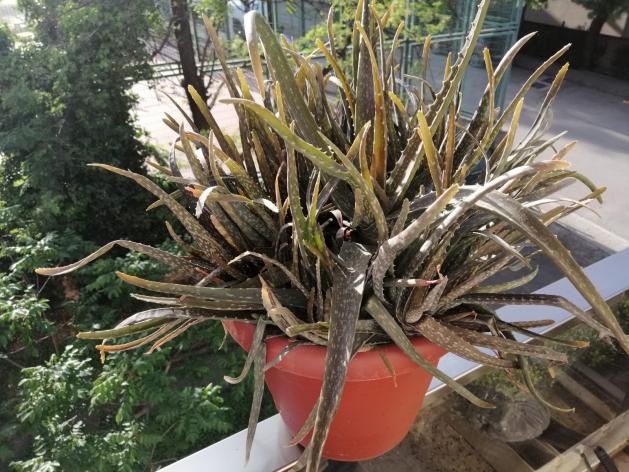 Name:  Aloevera.jpg
Views: 512
Size:  70.7 KB