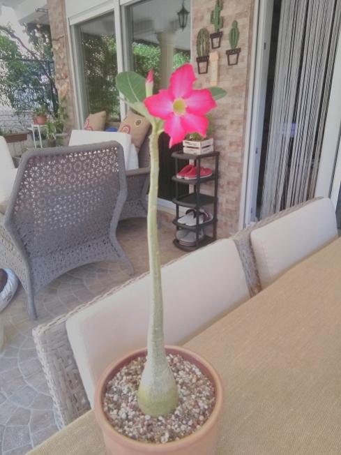 Name:  Adenium2.jpg
Views: 466
Size:  46.8 KB