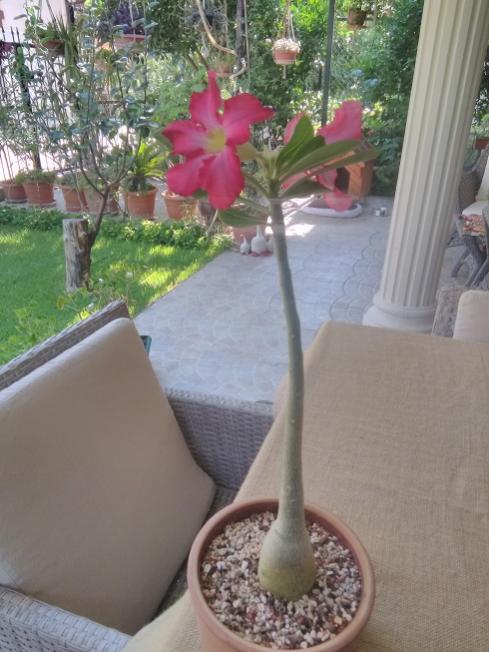 Name:  Adenium3.jpg
Views: 493
Size:  51.0 KB