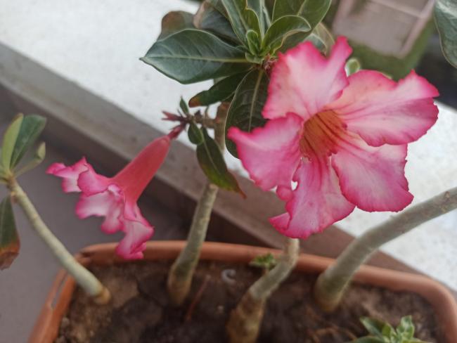 Name:  Adenium l gl 2.jpg
Views: 428
Size:  33.7 KB