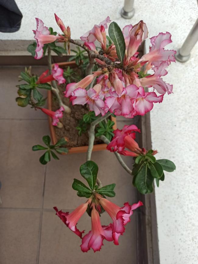 Name:  Adenium l gl 3.jpg
Views: 429
Size:  66.7 KB