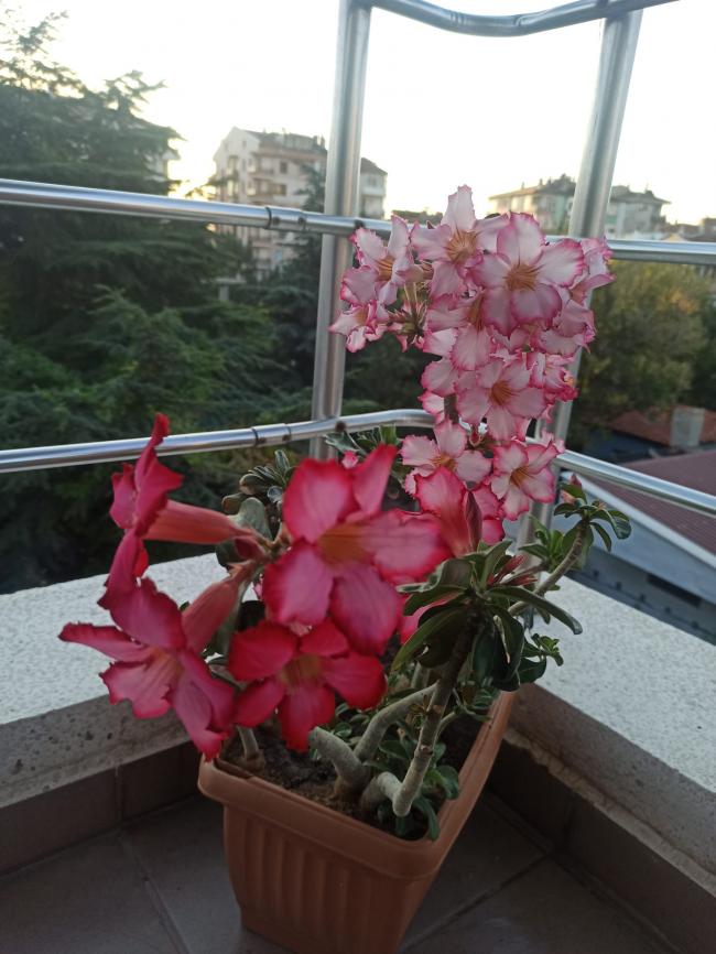 Name:  Adenium l Gl.jpg
Views: 428
Size:  68.8 KB