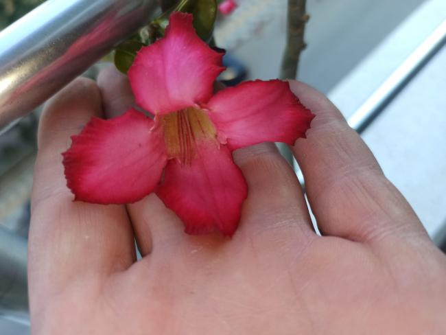 Name:  adenium l gl.jpg
Views: 369
Size:  26.8 KB