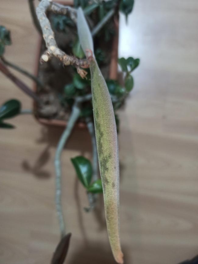 Name:  adenium l gl tohuml kapsl.jpg
Views: 384
Size:  35.7 KB