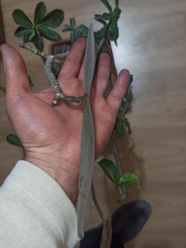Name:  adenium l gl tohumlar ift tarafl tohum kapsl.jpg
Views: 369
Size:  47.8 KB