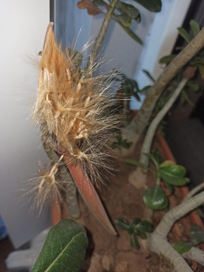 Name:  adenium l gl tohumlarn kmasi.jpg
Views: 336
Size:  59.3 KB