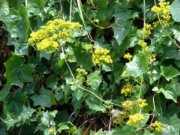 Name:  1280px-Starr-090519-8088-Delairea_odorata-flowers_and_leaves-Kula-Maui_(24325129764).jpg
Views: 26
Size:  72.1 KB