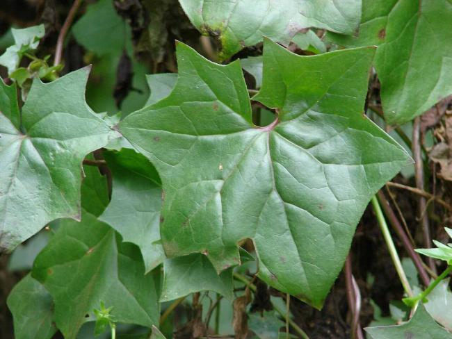 Name:  Starr_070621-7440_Delairea_odorata.jpg
Views: 25
Size:  50.2 KB
