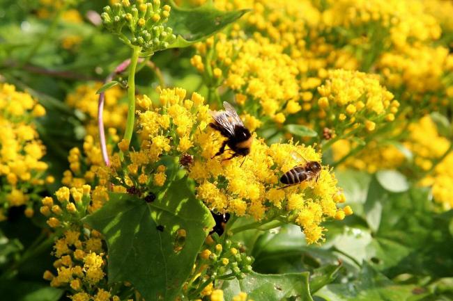 Name:  Delairea_(Senecio_Mikanioides).jpg
Views: 25
Size:  55.9 KB