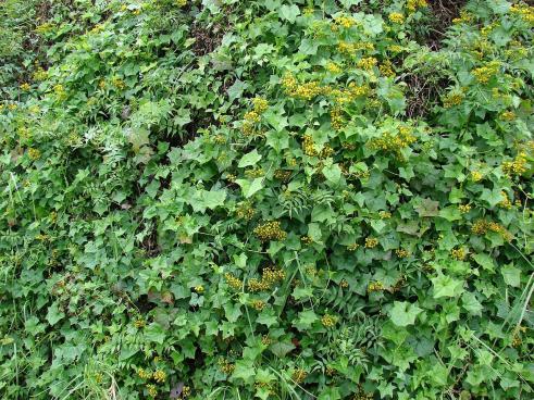Name:  Starr_070308-5481_Delairea_odorata.jpg
Views: 26
Size:  71.7 KB