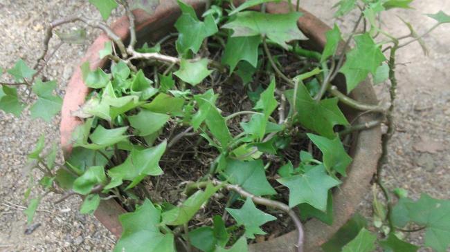Name:  Senecio_mikanioides-1-bsi-yercaud-salem-India.jpg
Views: 26
Size:  47.0 KB