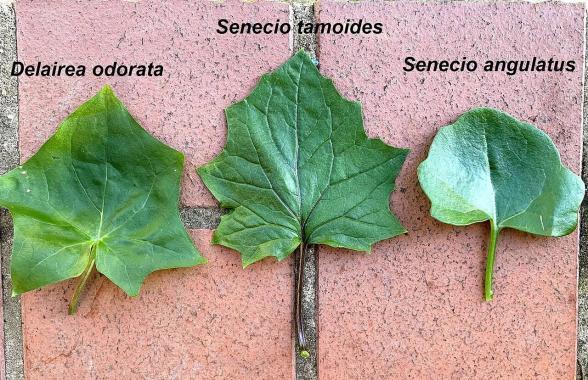 Name:  Senecio_vines_leaf_comparison.jpg
Views: 25
Size:  69.1 KB