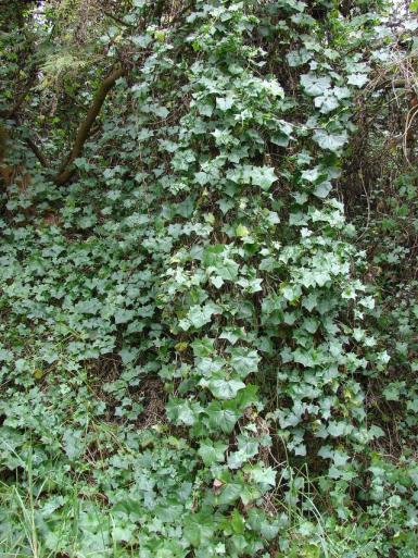 Name:  Starr_070621-7438_Delairea_odorata.jpg
Views: 26
Size:  73.2 KB