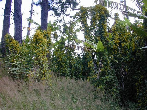 Name:  Starr_001218-0079_Delairea_odorata.jpg
Views: 25
Size:  71.4 KB