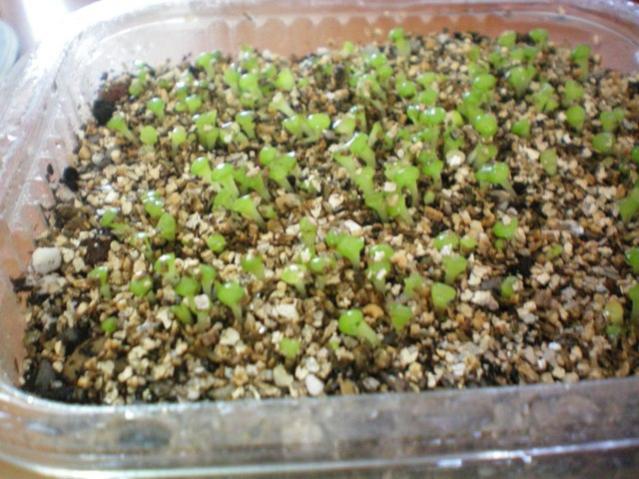 Name:  100_0075.jpg
Views: 1181
Size:  58.7 KB