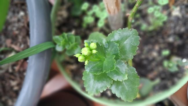 Name:  20260227_112540.jpg
Views: 4
Size:  27.5 KB