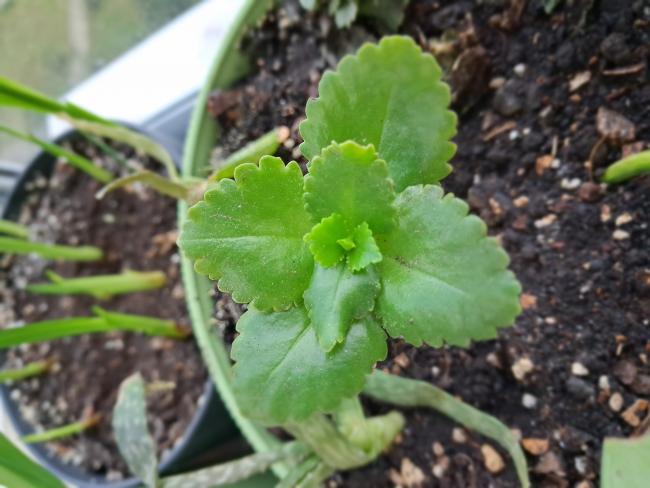 Name:  20251126_151232.jpg
Views: 4
Size:  44.1 KB