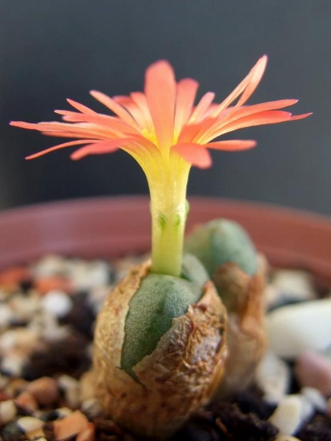 Name:  Conophytum auriflorum  velutinum  3.jpg
Views: 1585
Size:  44.3 KB
